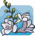 Flower Clipart