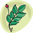 Flower Clipart