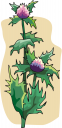 Plant Clipart