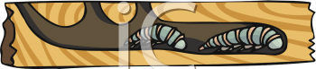 Insect Clipart