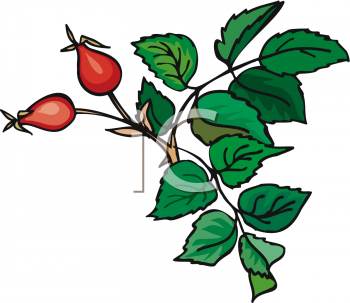 Food Clipart