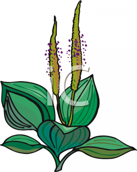 Nature and Scenic Clipart