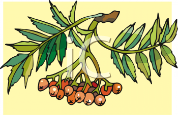 Nature and Scenic Clipart