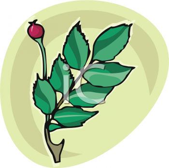 Flower Clipart