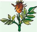 Plant Clipart