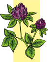 Plant Clipart