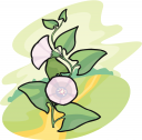 Flower Clipart