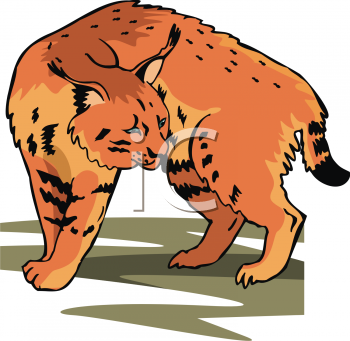 Big Cat Clipart