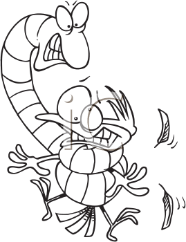 Insect Clipart