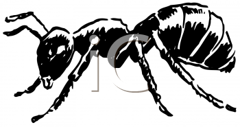Insect Clipart