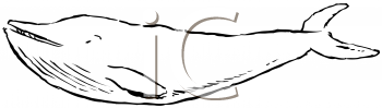 Aquatic Animals Clipart