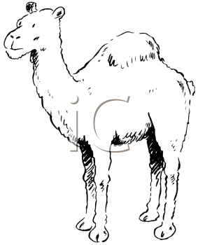 Camel Clipart