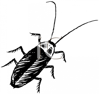 Insect Clipart