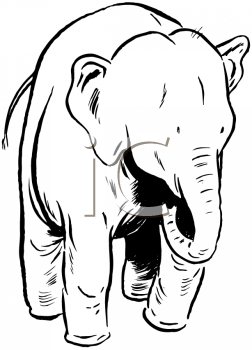 Mammal Clipart