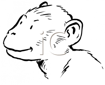 Primate Clipart