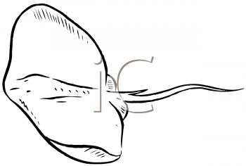 Aquatic Animals Clipart