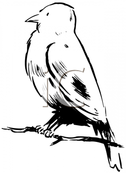 Bird Clipart