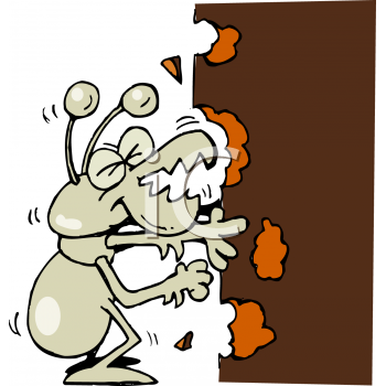 Insect Clipart