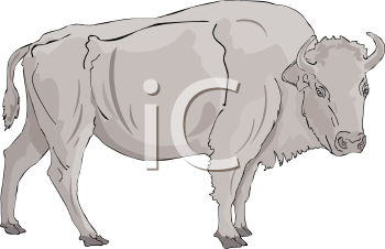 Buffalo Clipart