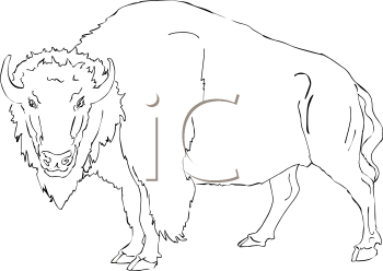 Buffalo Clipart