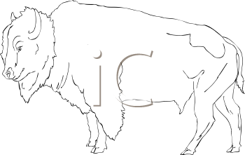 Buffalo Clipart