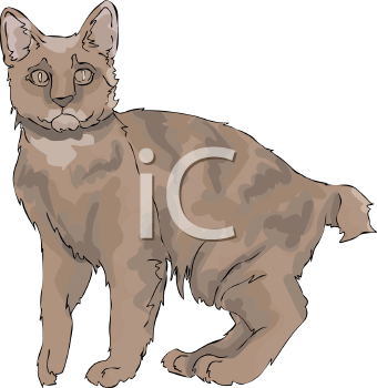 Pet Clipart