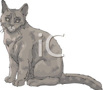 Pet Clipart