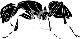 Insect Clipart