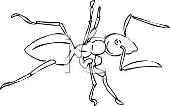 Insect Clipart
