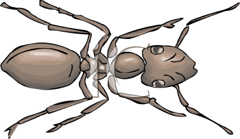 Insect Clipart