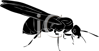 Insect Clipart