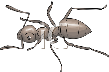 Insect Clipart