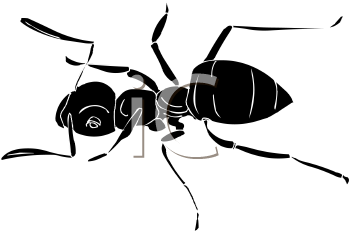 Insect Clipart