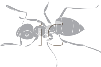Insect Clipart