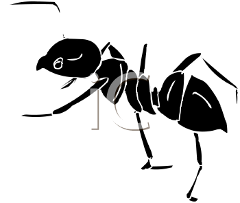 Insect Clipart