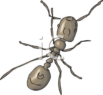 Insect Clipart