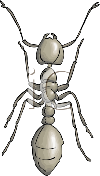 Insect Clipart