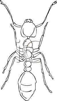 Insect Clipart