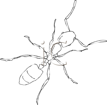 Insect Clipart