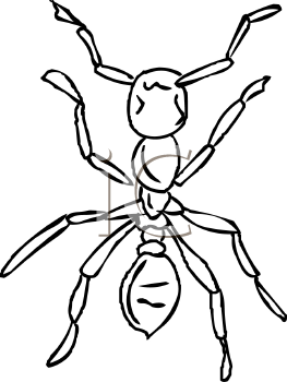 Insect Clipart