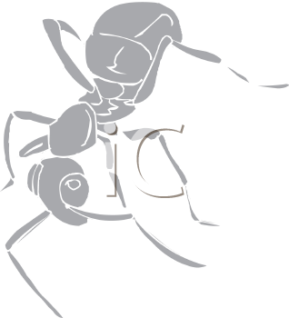 Insect Clipart