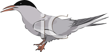 Bird Clipart