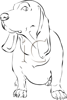 Pet Clipart