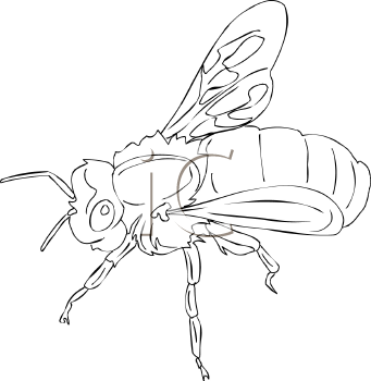 Insect Clipart