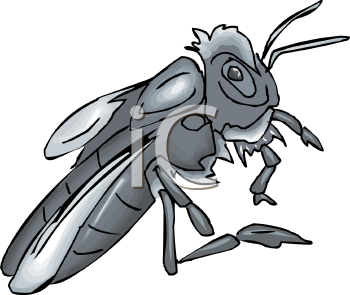 Insect Clipart