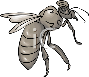 Insect Clipart