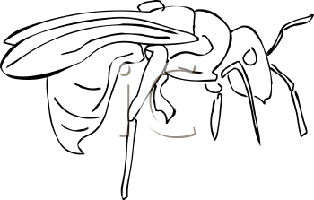 Insect Clipart