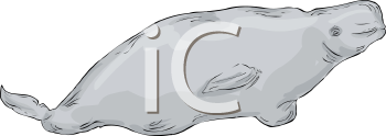 Fish and Sealife Clipart