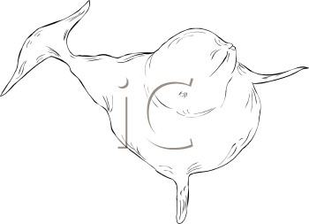 Aquatic Animals Clipart