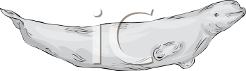 Fish and Sealife Clipart
